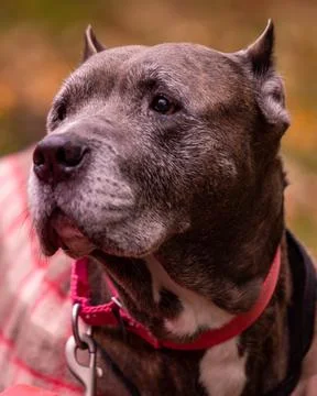 Pitbull Brown Stock Photos