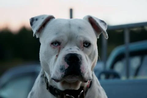 Pitbull close up Stock Photos