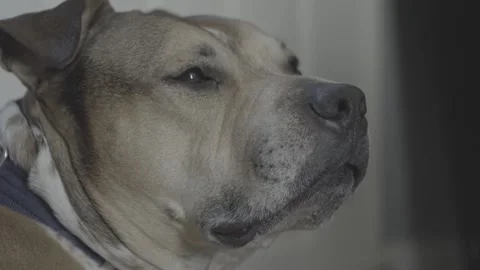 Pitbull Closeup Видео 314906671