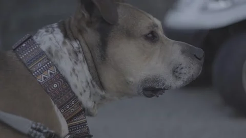 Pitbull closeup panting Видео 314906583