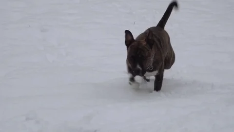 Pitbull dog digging snow in the yard Stock Footage 83642925