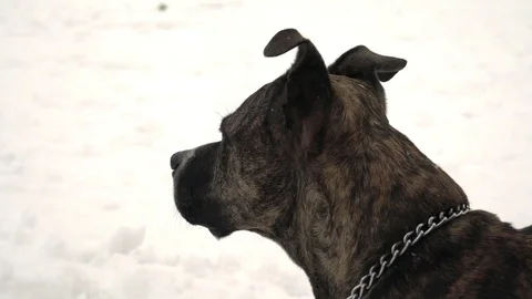 Pitbull dog looking around Stock Footage 83642601