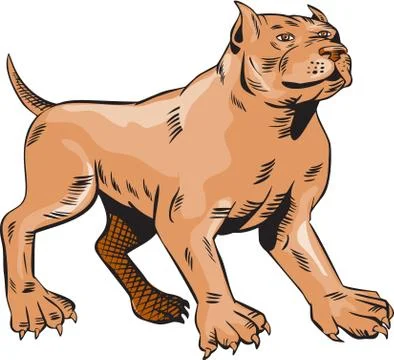 Pitbull Dog Mongrel Standing Etching Stock Illustration