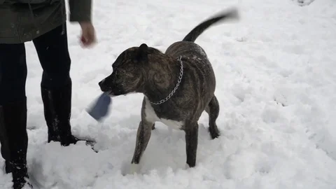 Pitbull dog trying to take away a mitten from his master Stock Footage 83642792