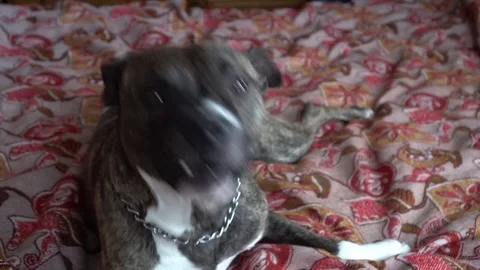 A pitbull dog yawning Stock Footage 83559134