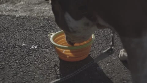 Pitbull Drinking Water Видео 314906694