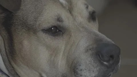 Pitbull Exreme Closeup Видео 314906687
