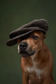 Pitbull in flat cap looking thoughtful Stock Photos