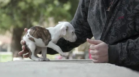 Pitbull Stock Footage 22018741