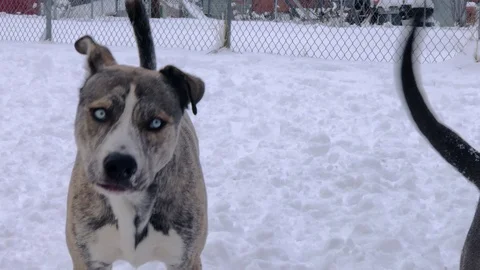 A Pitbull Husky Mix Shows Off his Stock Video Pond5