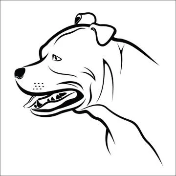 Pitbull  Stock Illustration