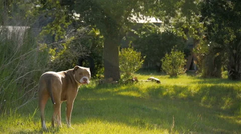 Pitbull looks back at Camera from a distance Stock Footage 66908272