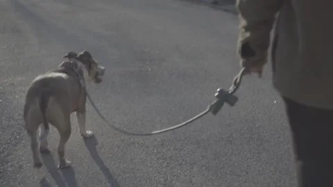 Pitbull With Owner on a Walk Видео 314906865