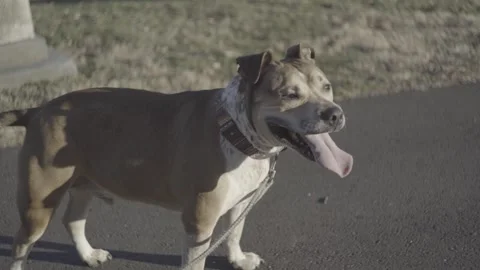 Pitbull panting Видео 314906849