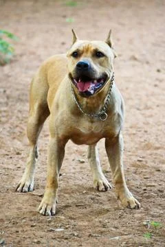 Pitbull Stock Photos