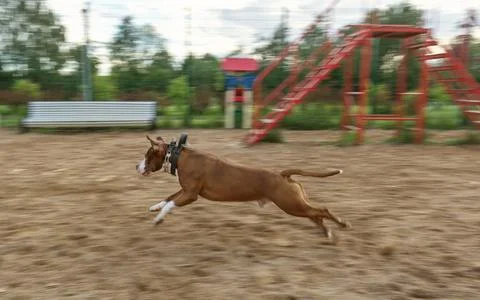 Pitbull Stock Photos