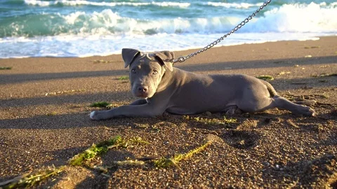 Pitbull playing on the beach sand. Stock Footage 93760079