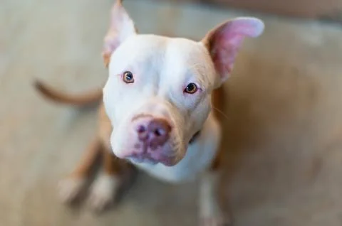 Pitbull puppy looking at camera Stock Photos