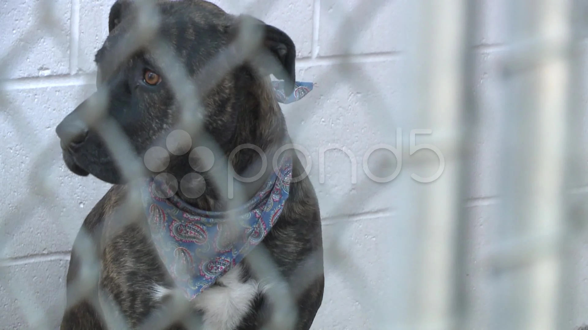 PITBULL SAD DOG IN SHELTER HOMELESS Stock Video