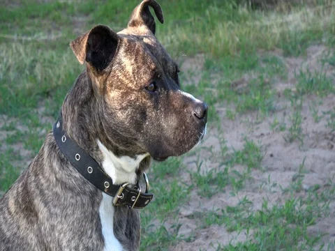 Pitbull sitting and looking in the camera Video stock 76594541