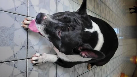 Pitbull is sleeping in the heat. 動画素材 289679375