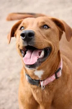 Pitbull Smiling Stock Photos