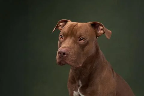 Pitbull staring into distance Stock Photos
