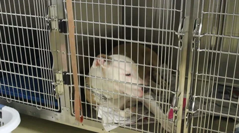 Pitbull Terrier in cage lying down and panting. Stock Footage 35577290