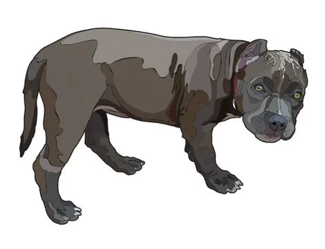 Pitbull vector illustration Stock Illustration