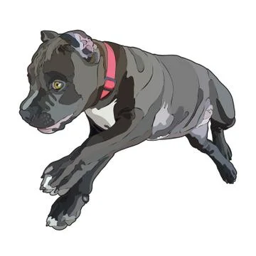 Pitbull vector illustration Stock Illustration