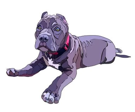 Pitbull vector illustration Stock Illustration