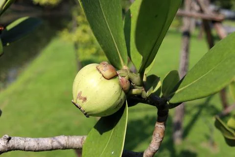 Pitch Apple fruit on tree. Stock Photos