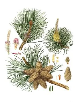 Pitch pine, Pinus rigida, tree, digitally enhanced reproduction of an original Stock Illustration