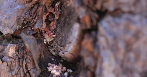 Pitch Tube on a Pine Tree Stock Footage 278755521