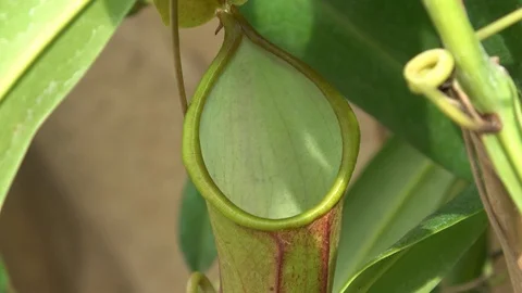 Pitcher plant. Camera zoom in Stock Footage 91724335