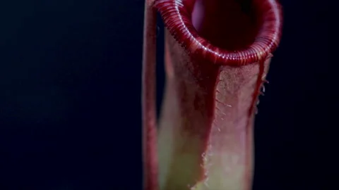  Pitcher plant close up traps for catching insects pitcher plant. Leaves of an A 库存影片 169325157