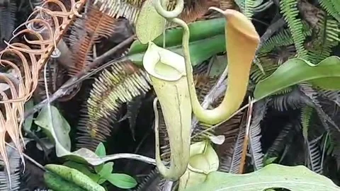 Pitcher plant Stock Footage 297907358