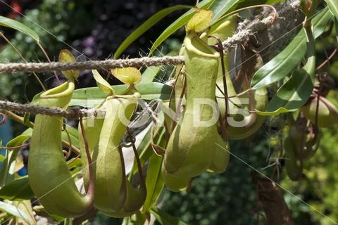 Pitcher plant with hanging pods Stock Photos
