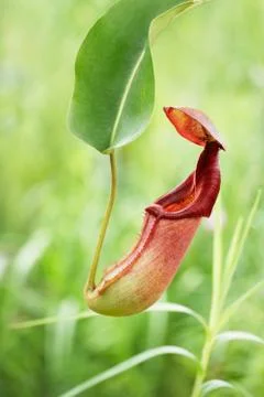 Pitcher plant Stock Photos