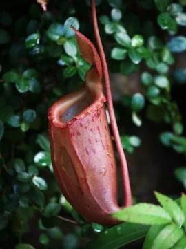 Pitcher plant Stock Photos
