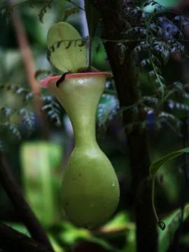 Pitcher plant Stock Photos