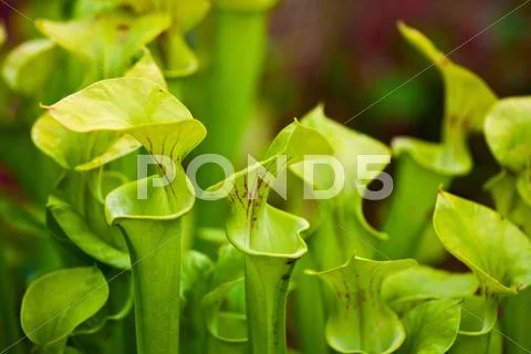 Pitcher plant Stock Photos