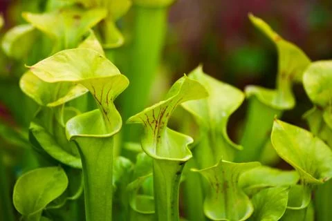 Pitcher plant Stock Photos