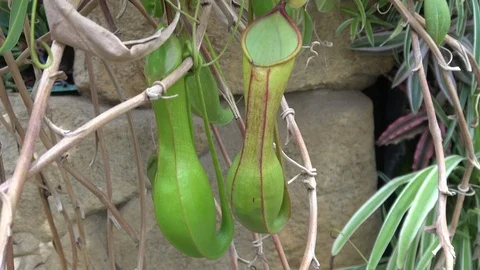 Pitcher plant swaying in wind. Camera still Stock Footage 91724288