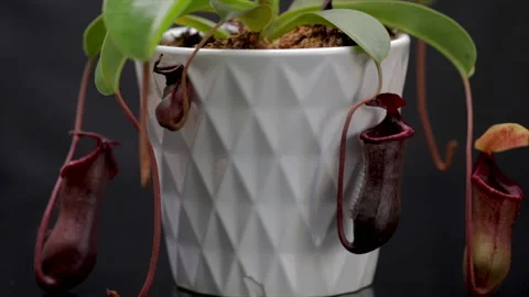 Pitcher plants carnivorous plants with insect trapping leaves. 库存影片 169324982