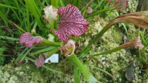 Pitcher plants close up from above, Berlin botanical gardens greenhouse, Germany Видео 76500466