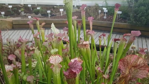 Pitcher plants up close inside Berlin botanical gardens greenhouse, Germany 스톡 동영상 76499990