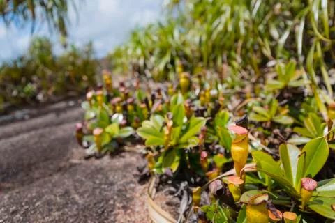 Pitcher plants at mount copolia in mahe, seychelles Stock Photos