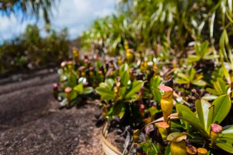 Pitcher Plants at Mount Copolia in Mahe, Seychelles Stock Photos