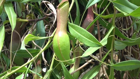 Pitcher plants on rocks. Camera moves down Stock-Footage 91724309